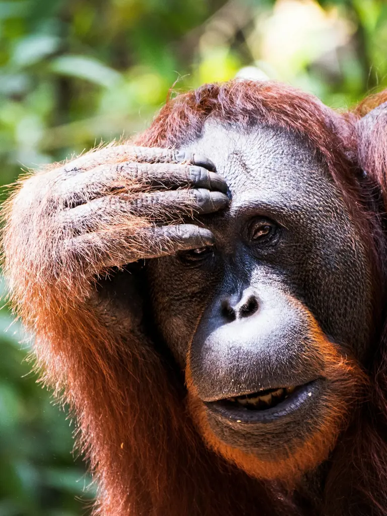 Indonesien-Expedition zu den Orang-Utans von Kalimantan